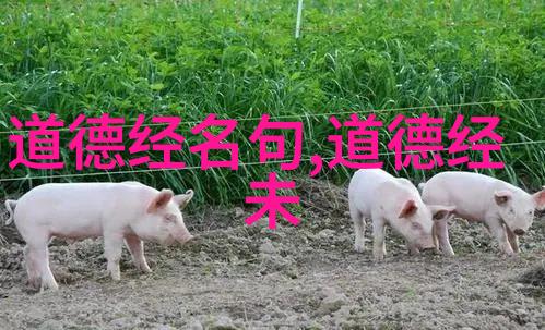 道家学说与道教 - 探索天人合一道家学说的哲学根基与道教的实践路径