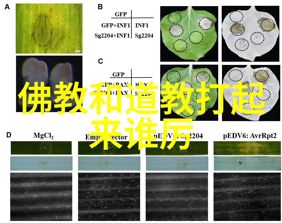 老子的智慧道德经在现代生活中的应用