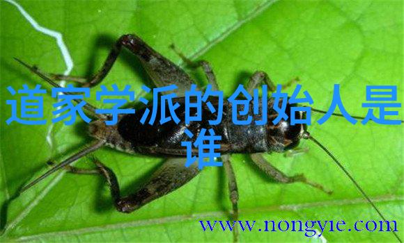 秘籍解锁九字咒语轻松驱散疾病阴霾