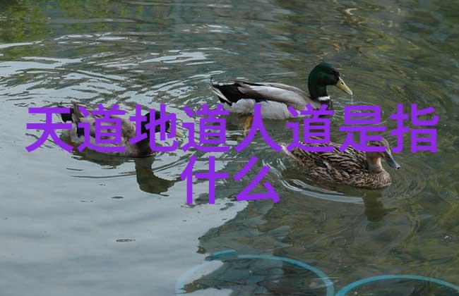 道法自然在宇宙的律动中寻找生命的答案
