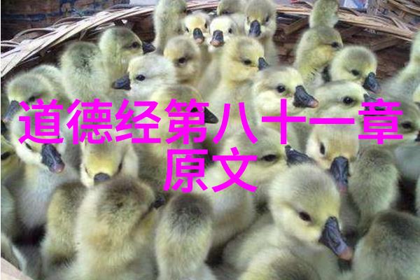天地不仁以万物为刍狗对道的深刻解读