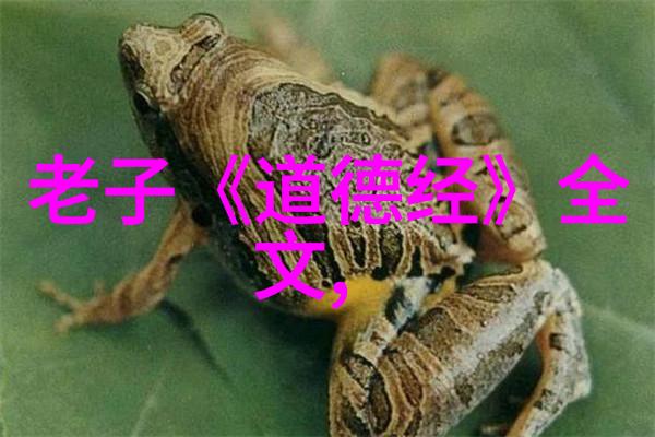 道德经的诠释与应用