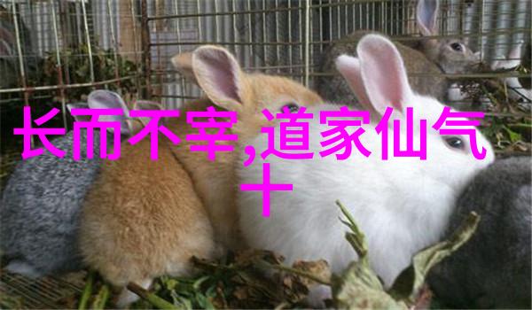无为之人是什么样人 - 寻找内心的宁静与外在的和谐