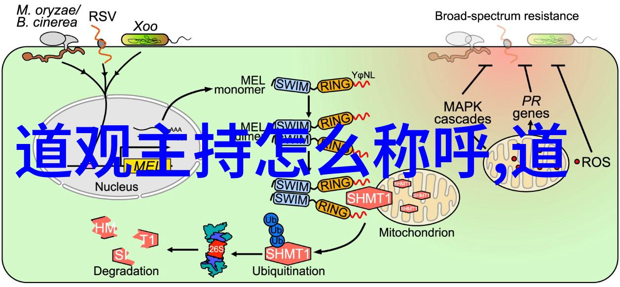 鸿钧老祖平级的存在仙界至尊神话中的强者