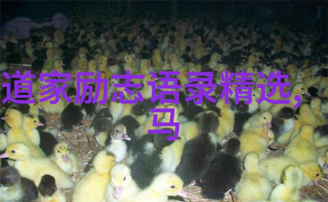 超越物质界限如何理解和实现真正的道法自然状态