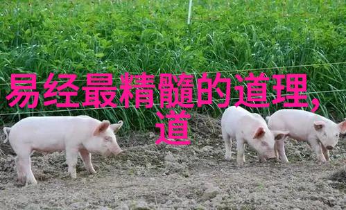 愿所求皆所愿心之旅途上的奇遇与发现