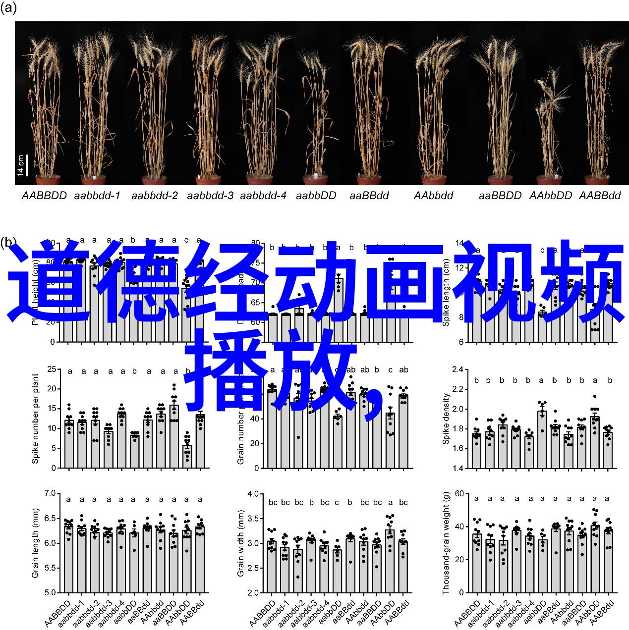 探索无欲之源解读刚强之本