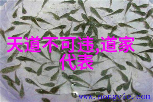 心灵之静晨曦中的定音