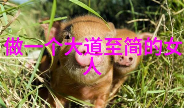 哲学探索 - 无欲则刚解读心灵的力量与内在坚定