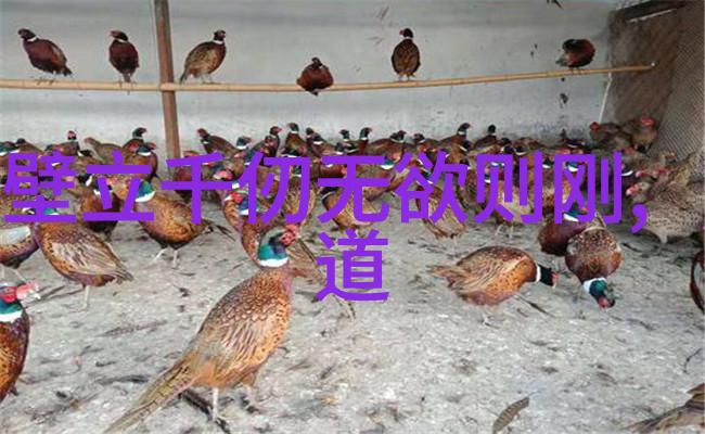 道家学派代表人物探索老子与庄子的智慧