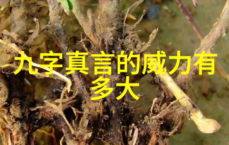 心之本源探索应无所住而生其心 无为而无不为智慧的生活哲学