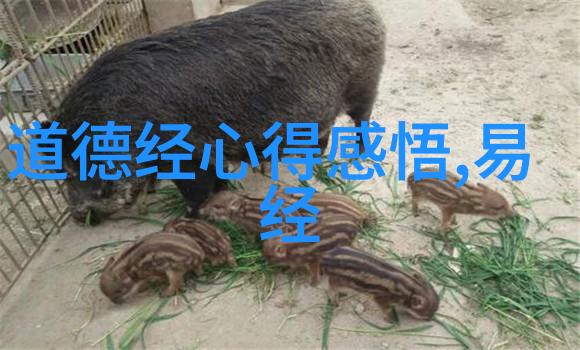 道家代表人物及作品探秘天人合一的智慧大师们