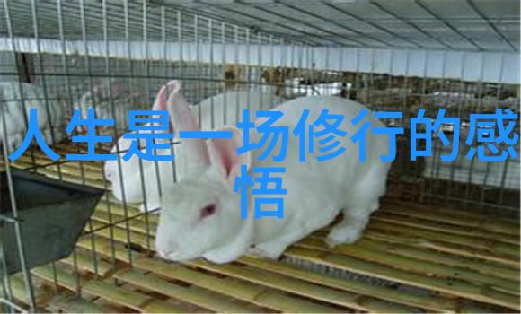 听韵道观追寻和谐中的精神之境