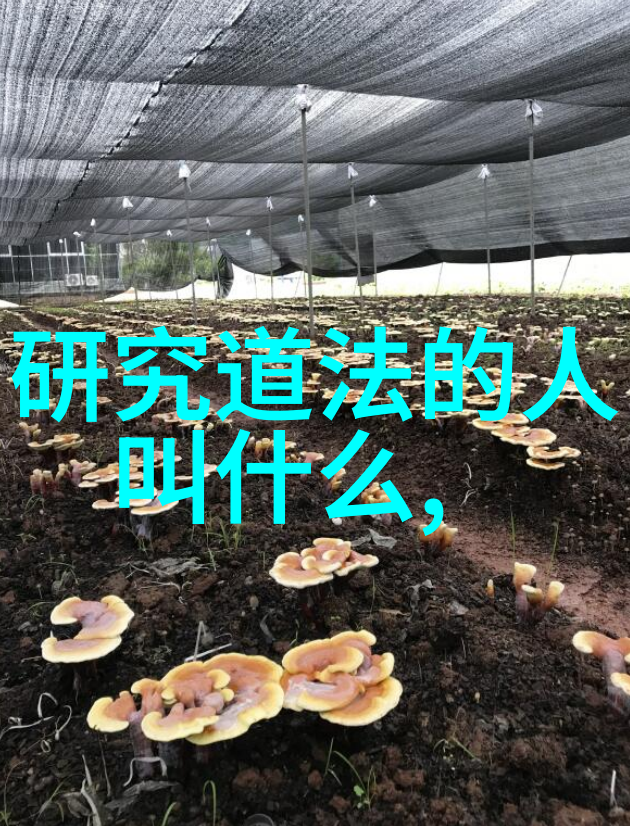 在日常生活中融入道家的吐纳练习实用建议