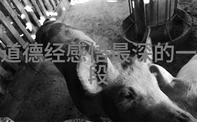 宫廷绮梦贵妃承宠日常的隐秘篇章