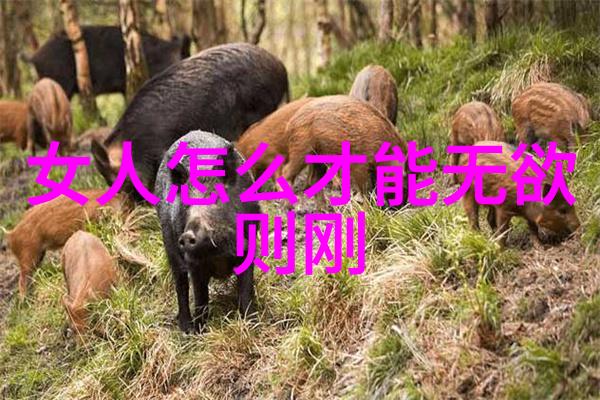 精神修养之路通过悟道经典语录寻找平衡与和谐
