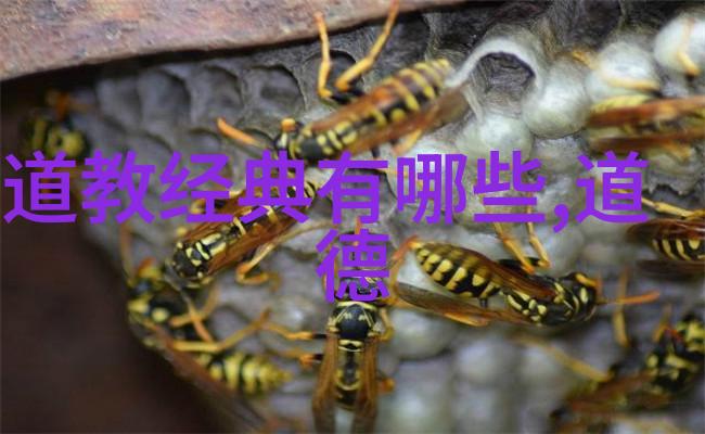 道教代表人紫烟引颈寻仙问道