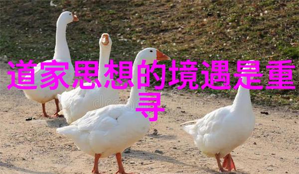 无为在生活中的例子自然律动的和谐生活