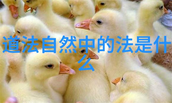 道教祖师爷仙缘永恒的守护者