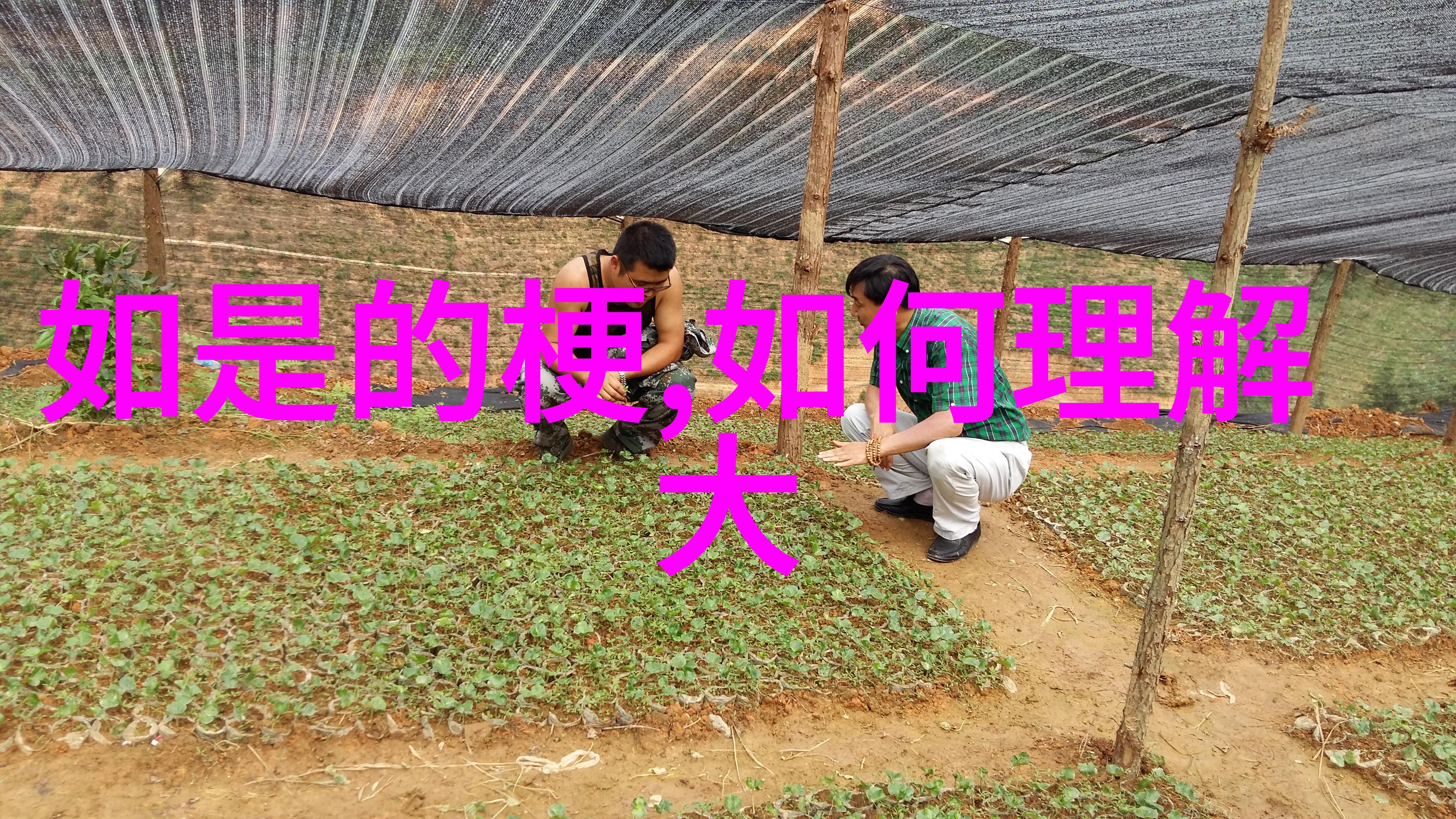 冰山女王无欲之心刚毅一念