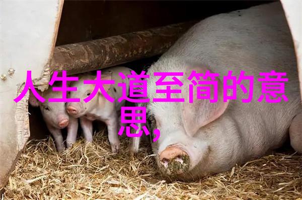 道德的两条路探索道家和儒家的根本区别