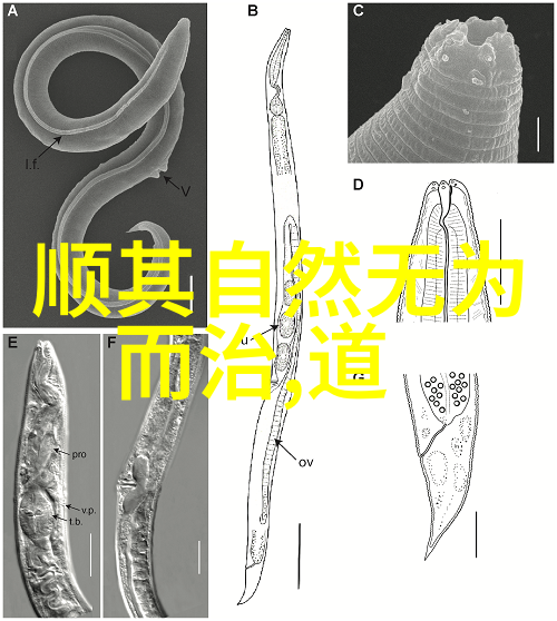 静心寻道修行之路的智慧探索