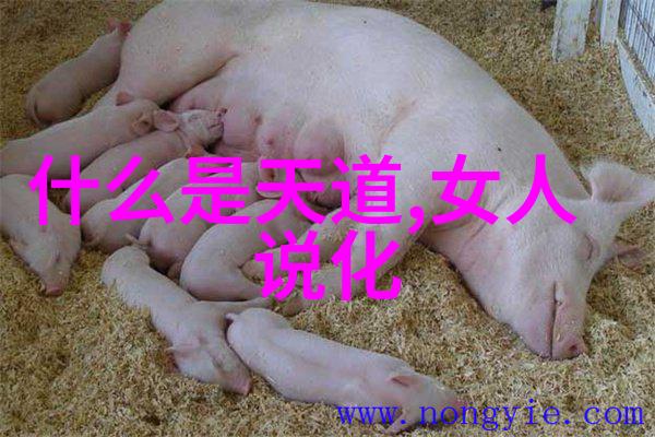 春节调休与圣诞节作文排比对照的调休妙法