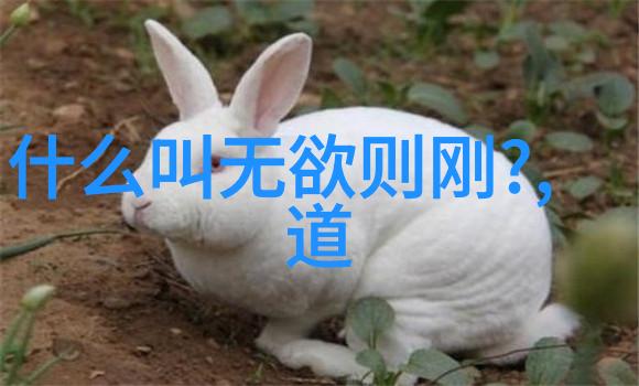 无为无不为无可无不可的哲学探究深度剖析