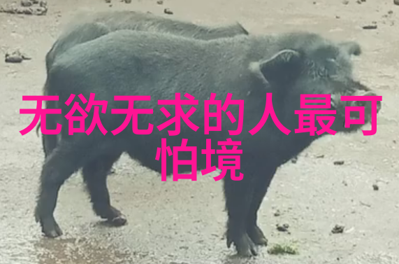体验一种状态游刃有余探索未知领域的勇气与智慧