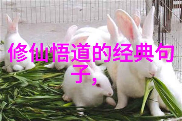 掌心肆宠温馨生活的守护者