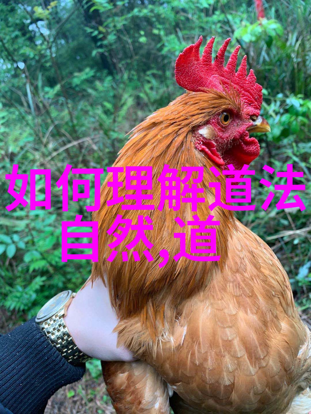 探索生命智慧读道德经的深刻体会