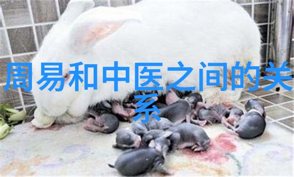 道家基础知识入门玄学书籍探索中华古老智慧的神秘篇章