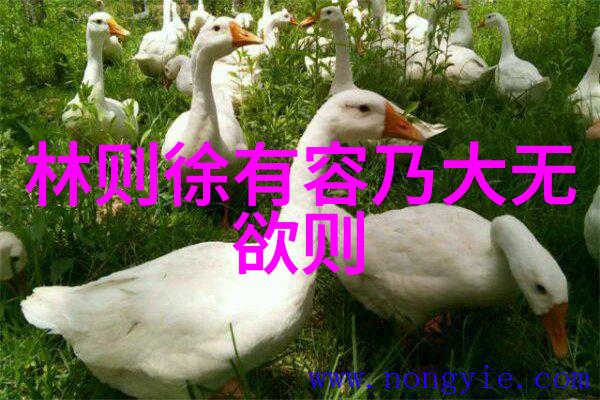 无为则无所不为静听宇宙之心跳声