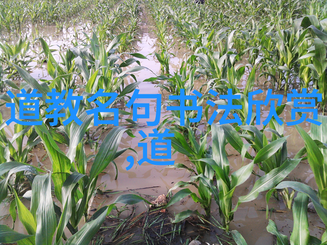 古诗文赏析大全碧波荡漾唐代诗人的水乡画卷