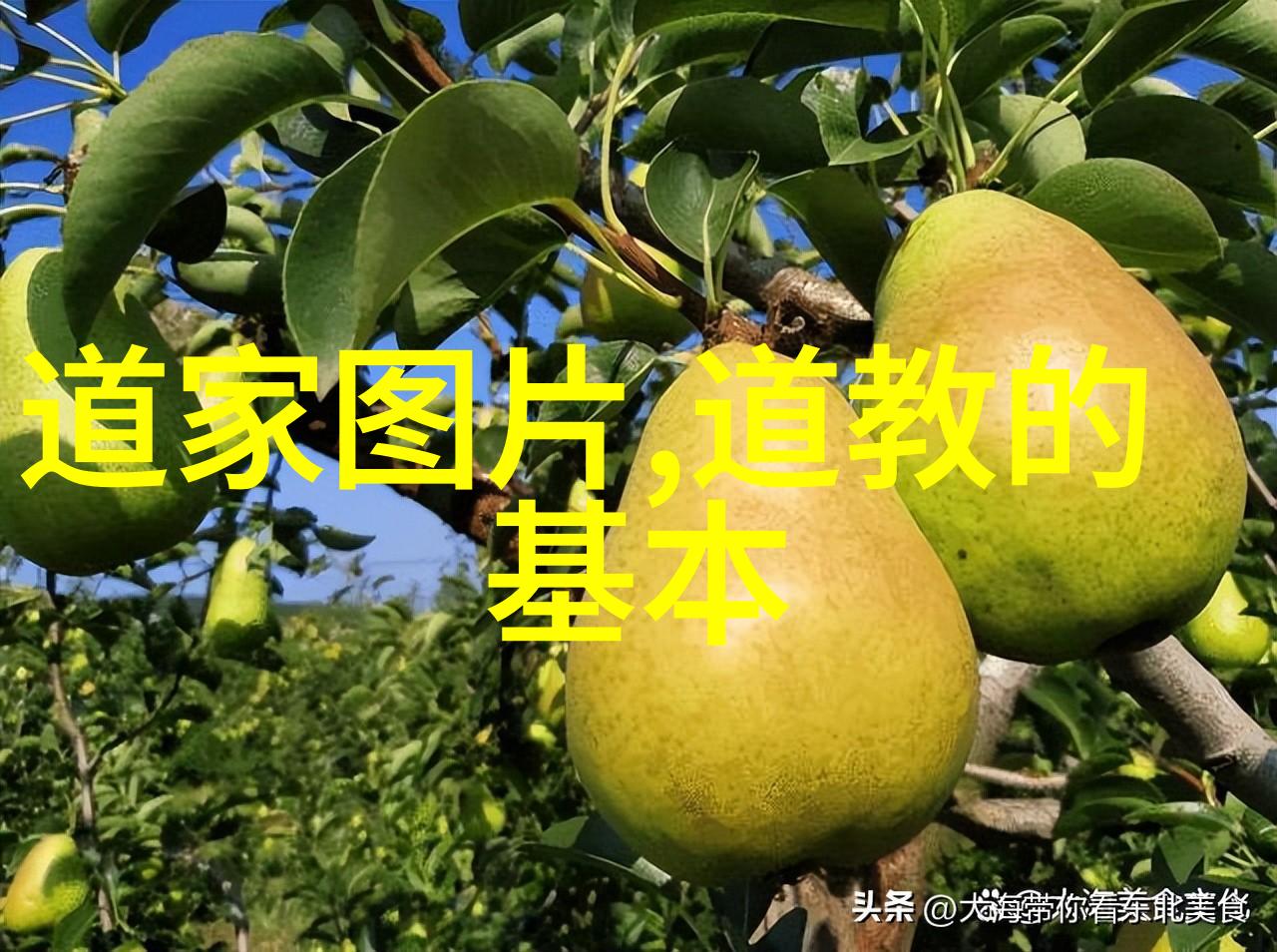 修行之道探秘如何深入学习和实践修行的技巧与方法