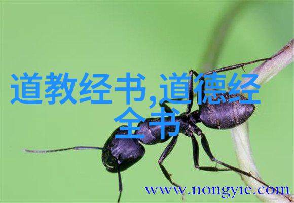 重生一黑道女王-复活的铁拳黑道女王的逆袭