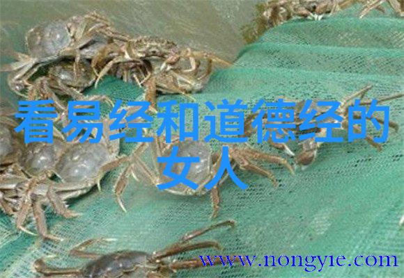 引领你走进道家的世界推荐十本书籍