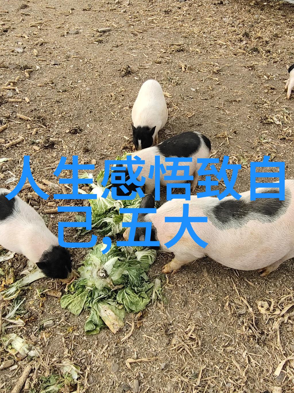 大道至简方得始终的意思-道法自然探索生命哲学中的简单永恒