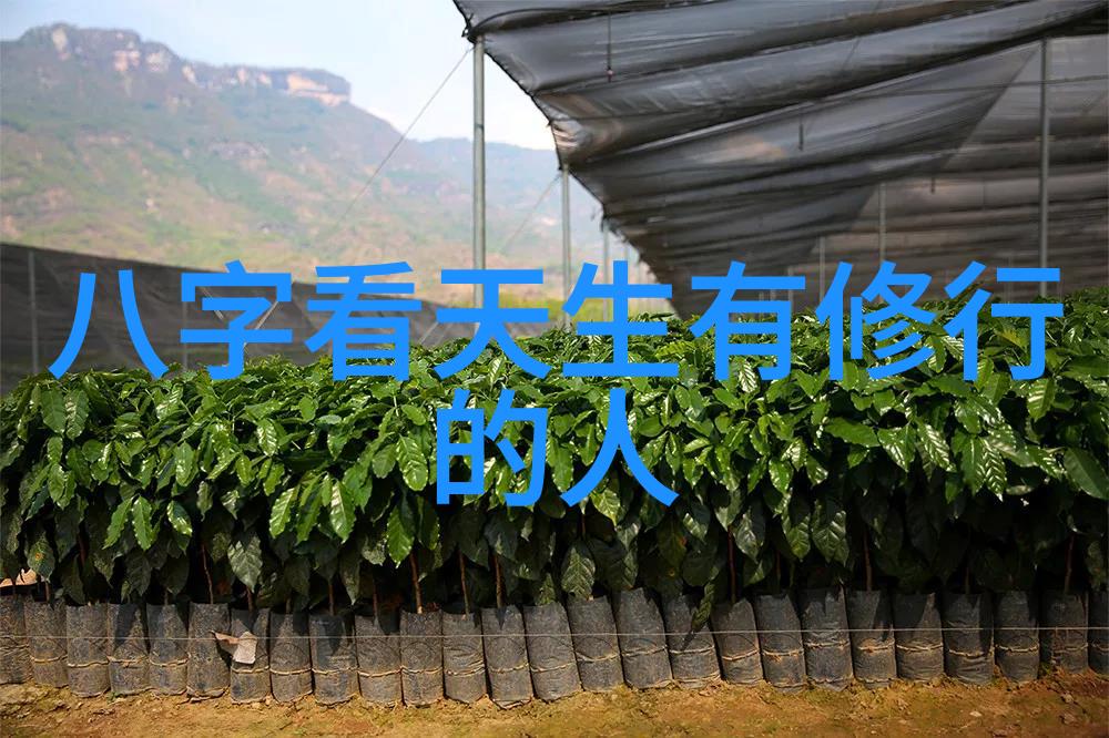 林徽因最美的遇见时间的回声与命运的交响