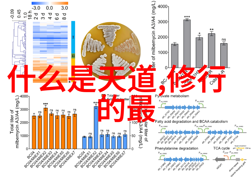 道家的哲学与其他中国哲学流派相比有哪些独特之处呢