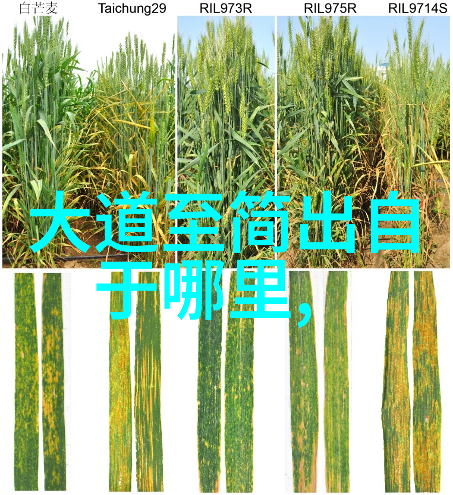 念九字真言后果祸不单行的诅咒