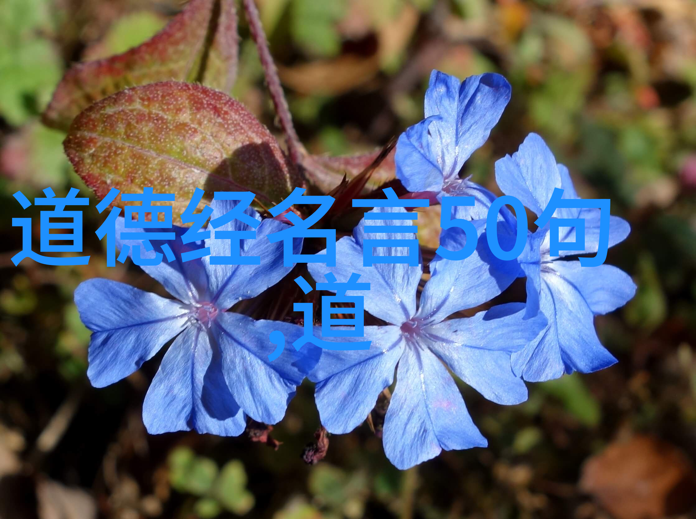 客家火龙燃烧的传统文化热情
