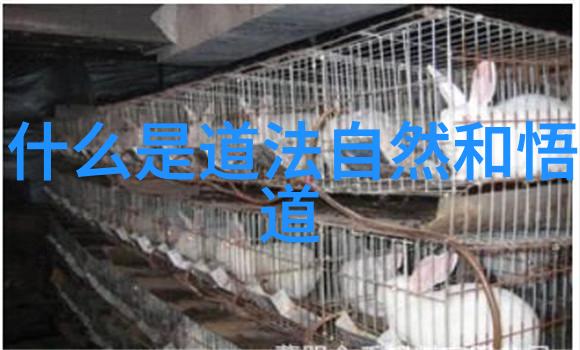 道家的阴阳调和对环境保护有何启示