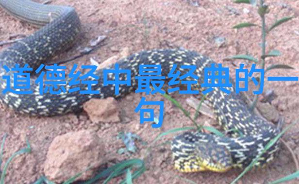 古老智慧的秘密之谜道德经全文及译文txt下载
