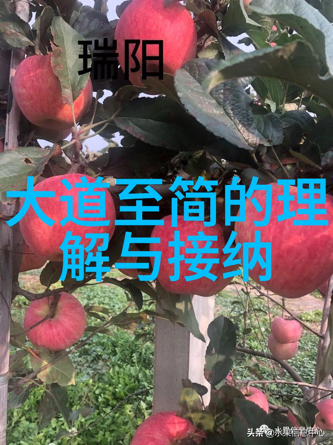 道家智者老子与庄子的哲学探索