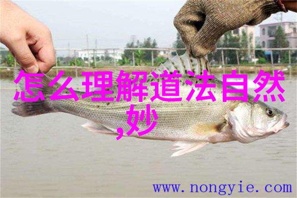 书法鉴赏技巧浅析如何精准评析字体之美
