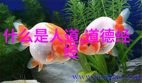 从天庭到凡间探索玉皇大帝名字背后的故事