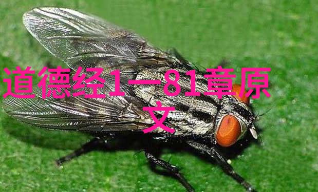 从街头到宫廷普通人自学道术的奇幻之旅