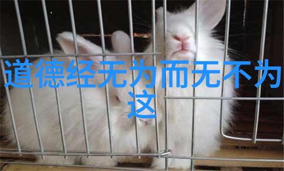 道韵人生隐逸者的无声对话