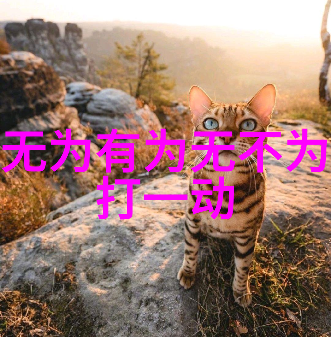 修道生活入门指南探索佛法实践静心